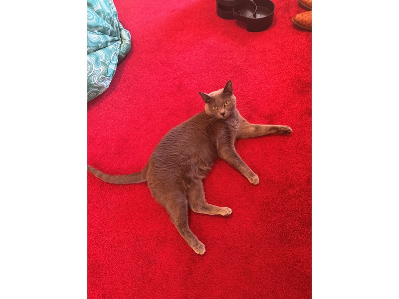 Pet Photo