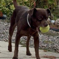Lost Pet Image