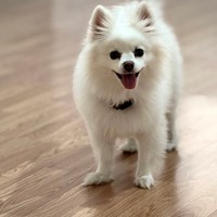 Lost Pet Image