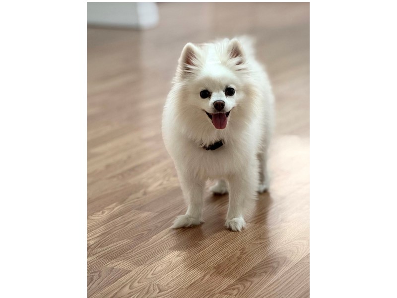 Pet Photo