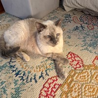 Lost Pet Image