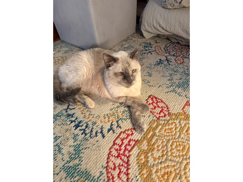 Pet Photo