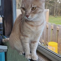 Lost Pet Image