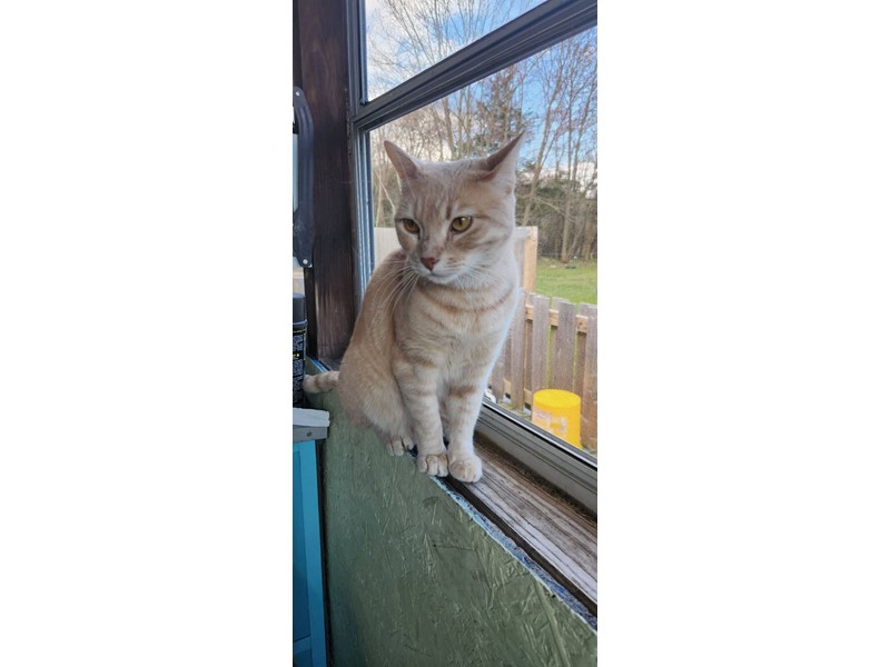 Pet Photo