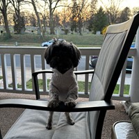 Lost Pet Image
