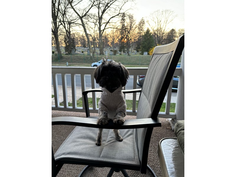 Pet Photo