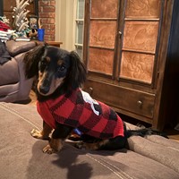 Lost Pet Image