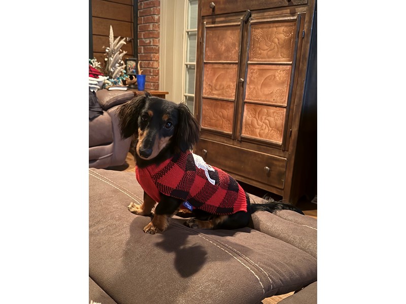 Pet Photo