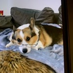 Uno Shadow Kortright, Pembroke Welsh Corgi, lost pet near Land O' Lakes, FL