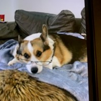Lost Pet Image