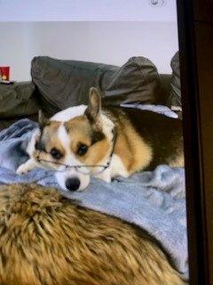 Pet Photo