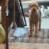 Lost Pet Image
