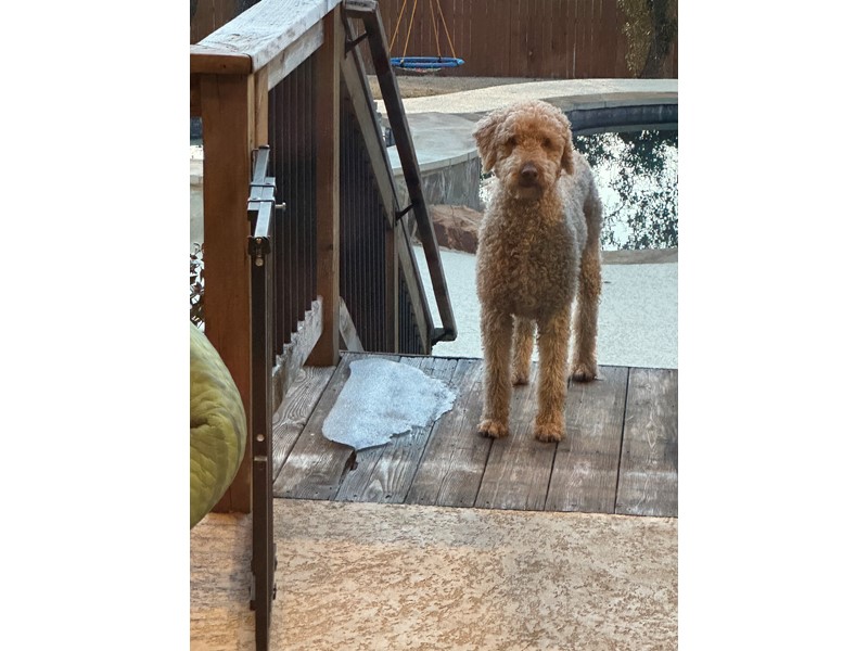 Pet Photo