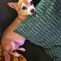 Lost Pet Image