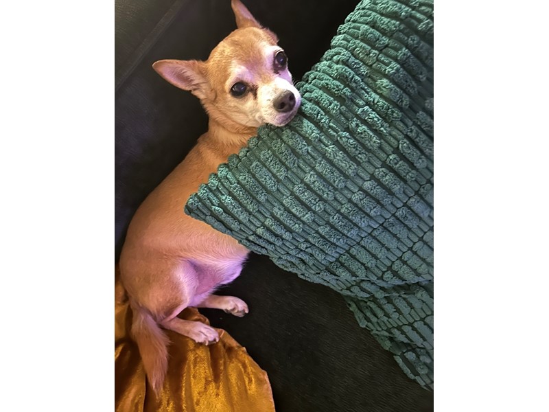 Pet Photo