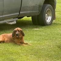 Lost Pet Image