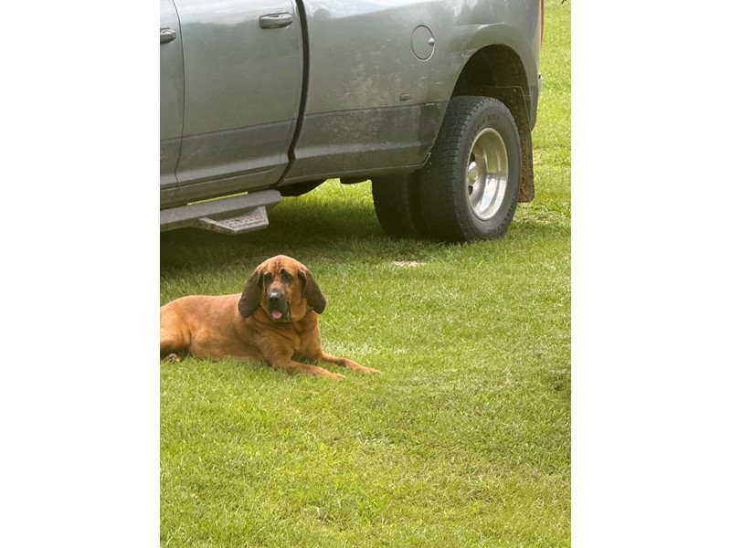 Pet Photo