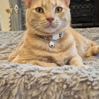 Lost Pet Image