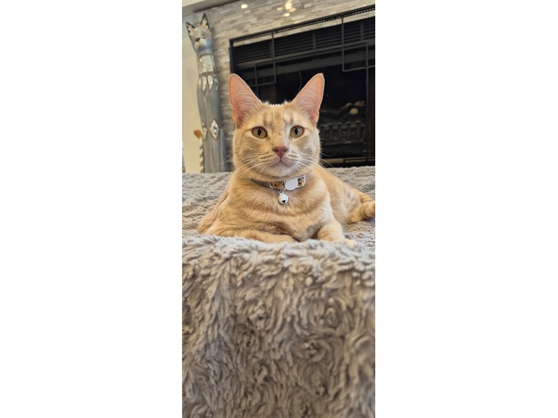Pet Photo