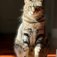 Lost Pet Image