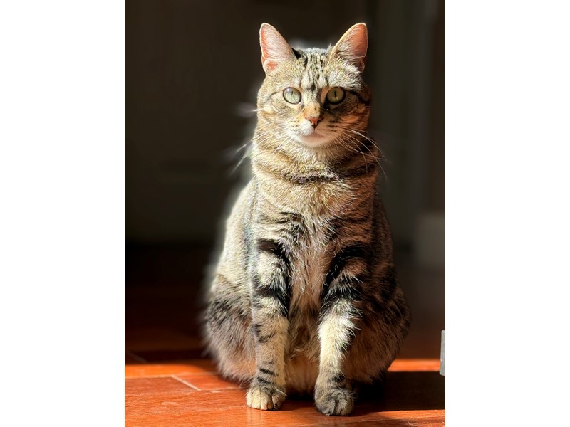 Pet Photo
