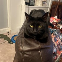 Lost Pet Image