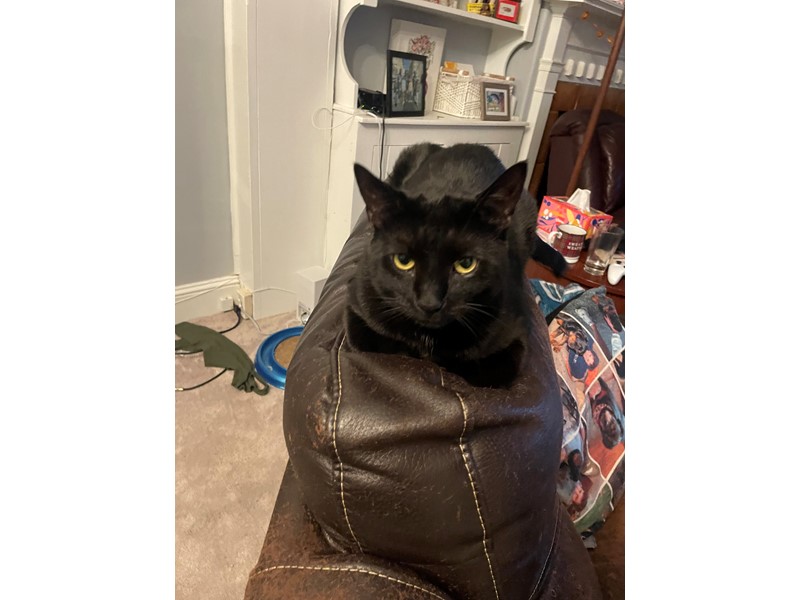 Pet Photo