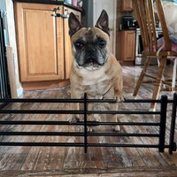 Lost Pet Image