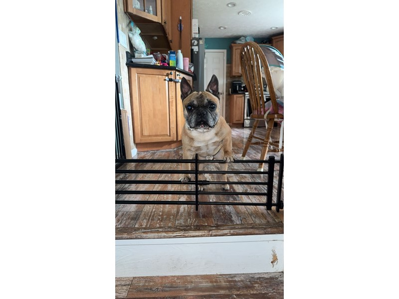 Pet Photo