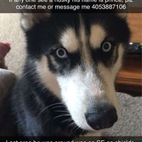 Lost Pet Image