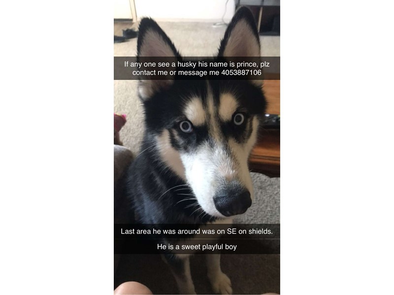Pet Photo