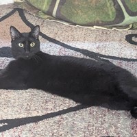 Lost Pet Image