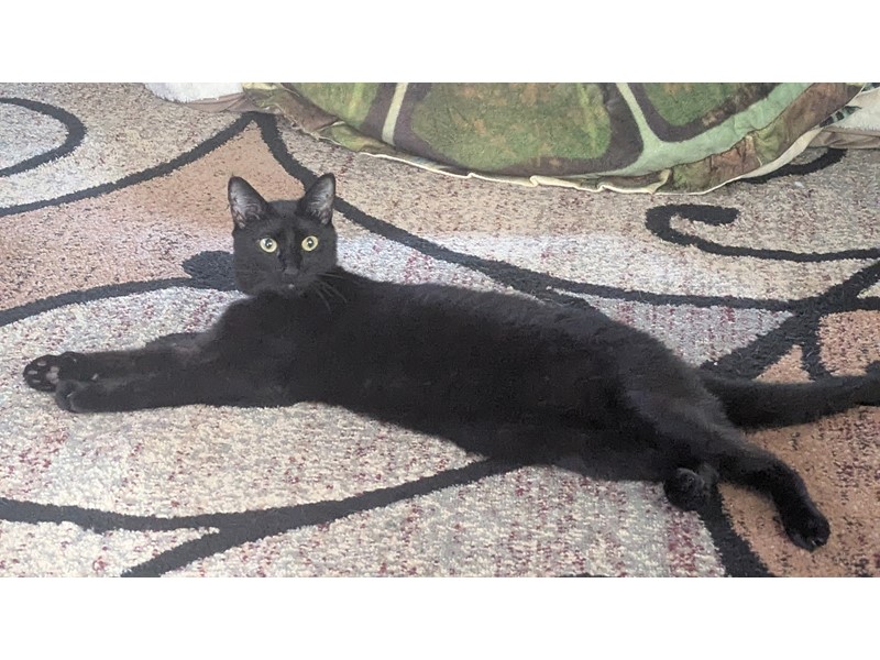 Pet Photo