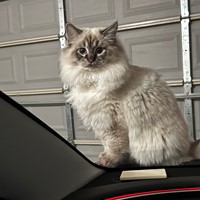 Lost Pet Image