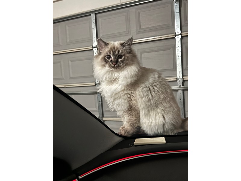 Pet Photo