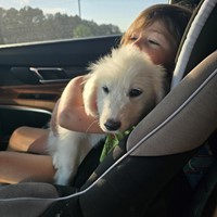 Lost Pet Image