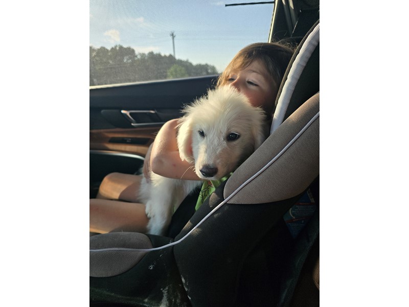 Pet Photo