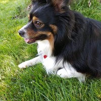 Lost Pet Image