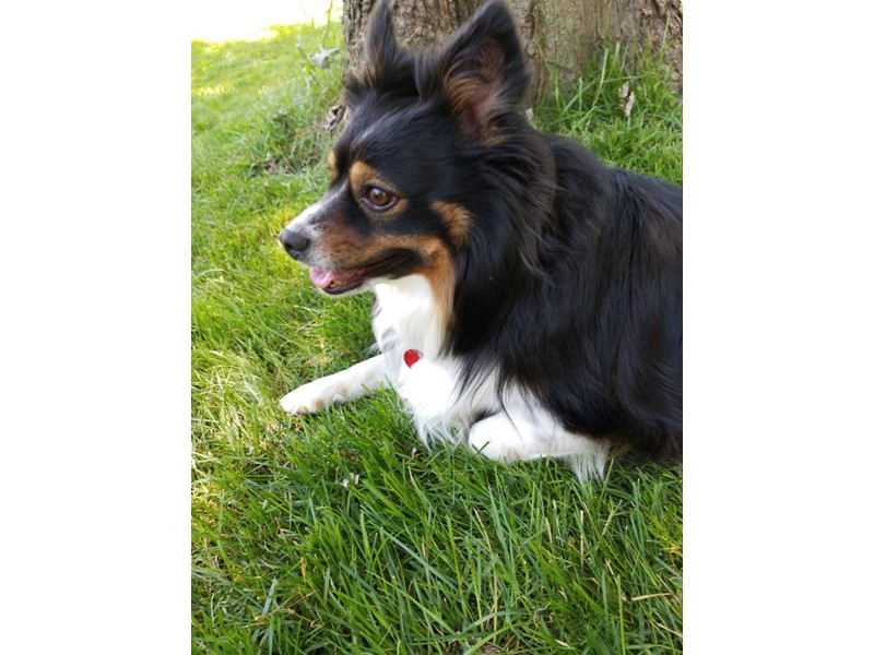 Pet Photo