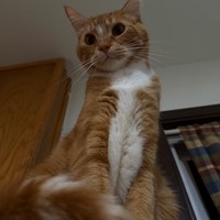 Lost Pet Image