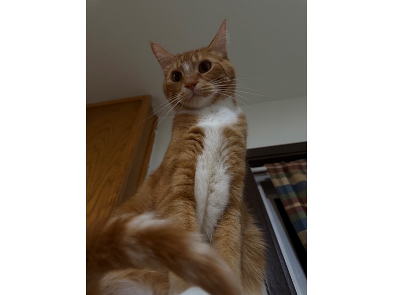 Pet Photo