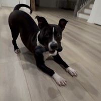 Lost Pet Image