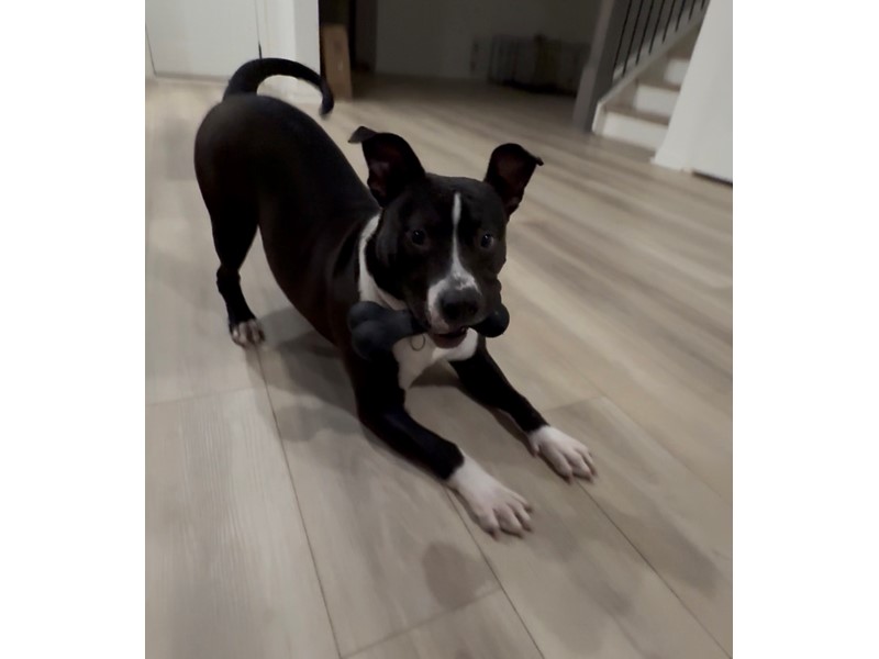Pet Photo