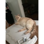 Ollie