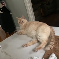 Lost Pet Image