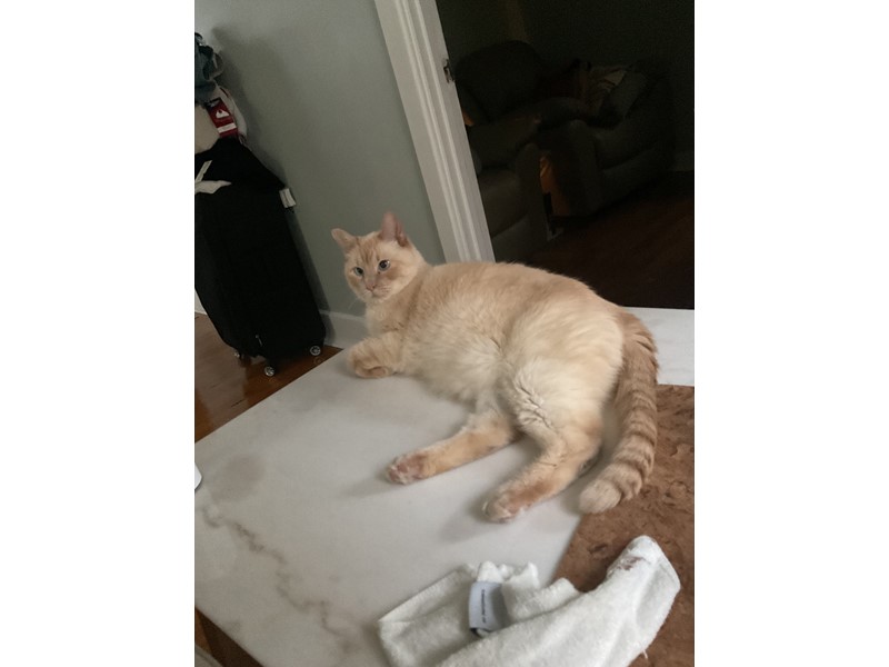 Pet Photo