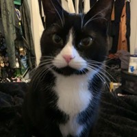 Lost Pet Image