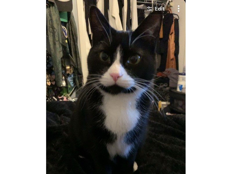 Pet Photo