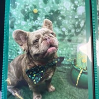 Lost Pet Image