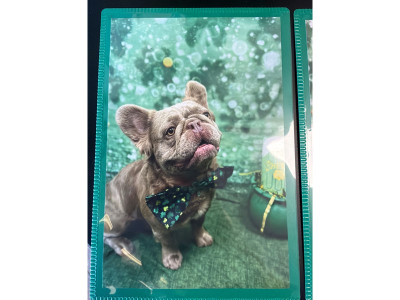 Pet Photo